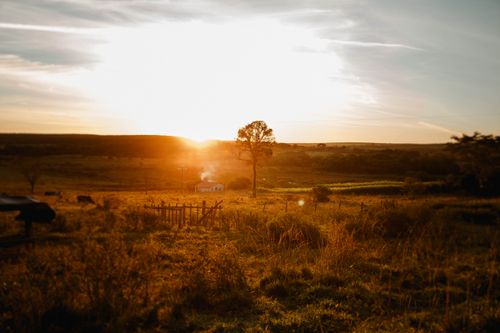 Free High tree growing in empty autumn meadow near small house under blue sky in peaceful sunset Stock Photo