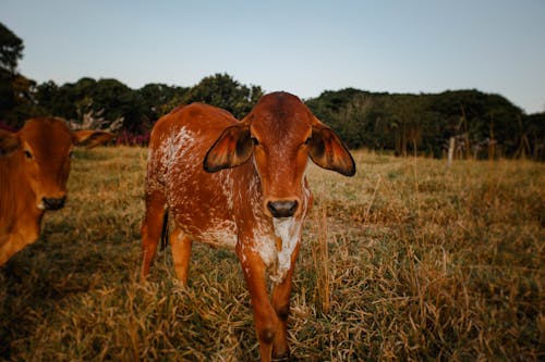 Brown Cow on Brown Grass Field