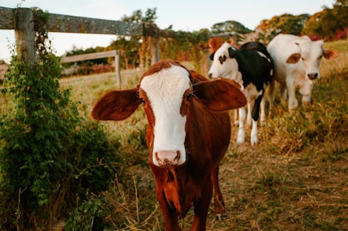 Brown and White Cow on Brown Grass Field