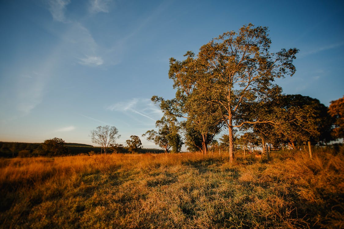 Beautiful landscape of trees in field · Free Stock Photo