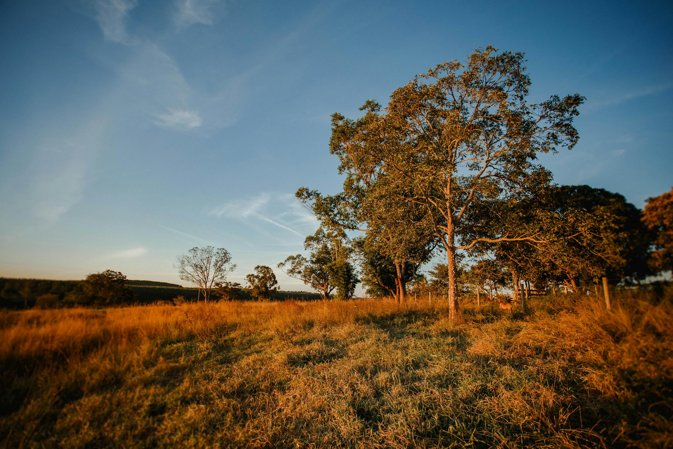 Beautiful landscape of trees in field · Free Stock Photo