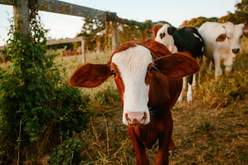 Brown and White Cow on Brown Grass Field