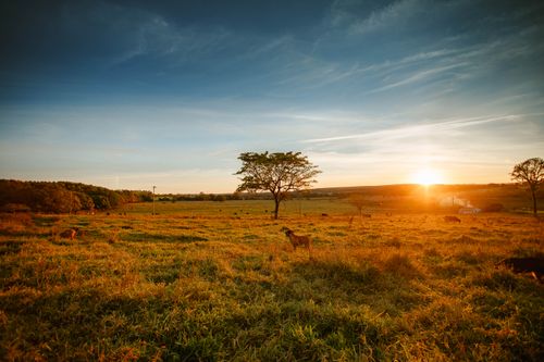 Free Picturesque landscape view of green field with rare trees and standing dog at sunset Stock Photo