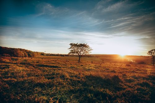 Free Spectacular scenery of grassy field and rare trees and sun below horizon at countryside Stock Photo