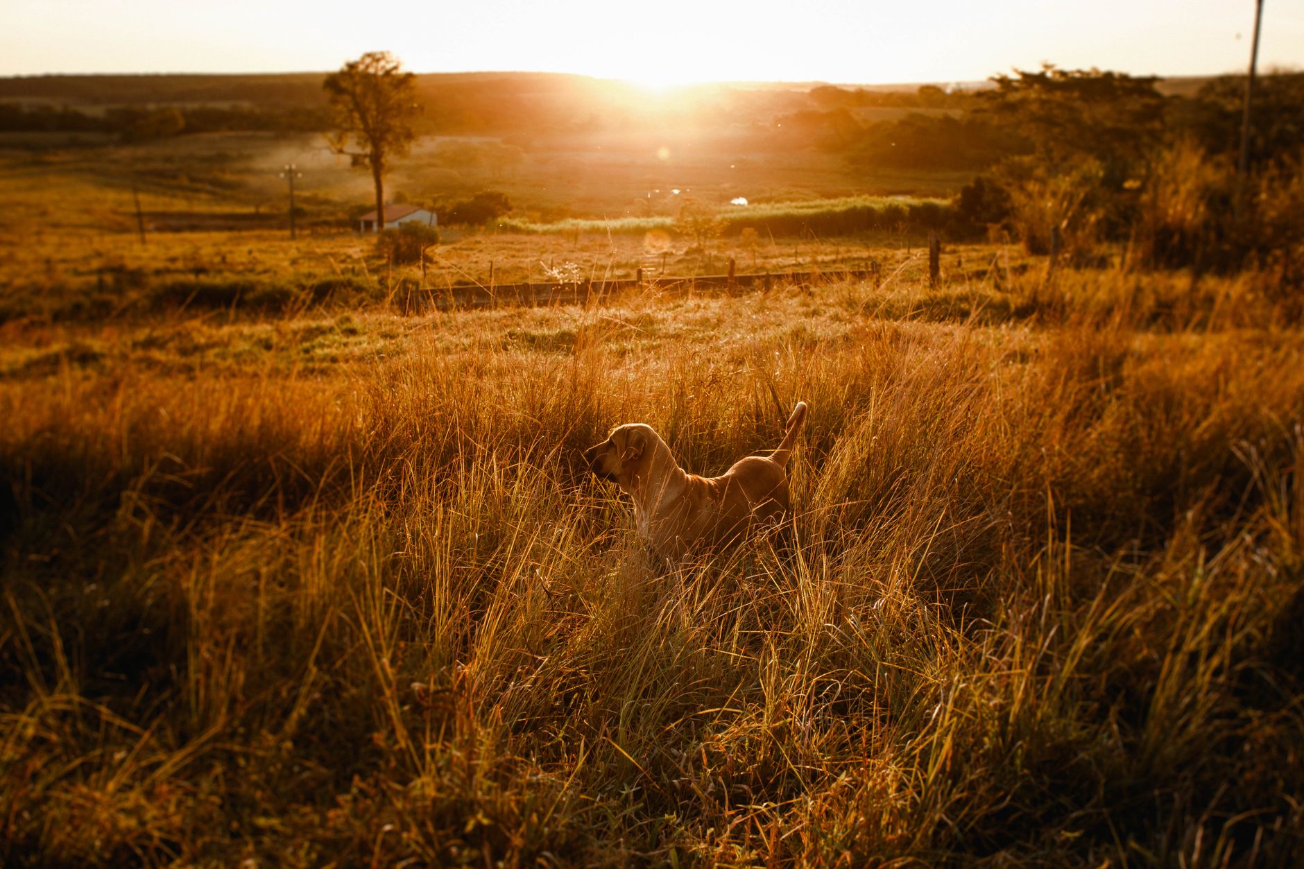 Cão feliz no campo ao pôr do sol