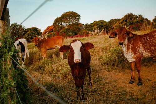 Free Brown and White Cows on Brown Grass Field Stock Photo
