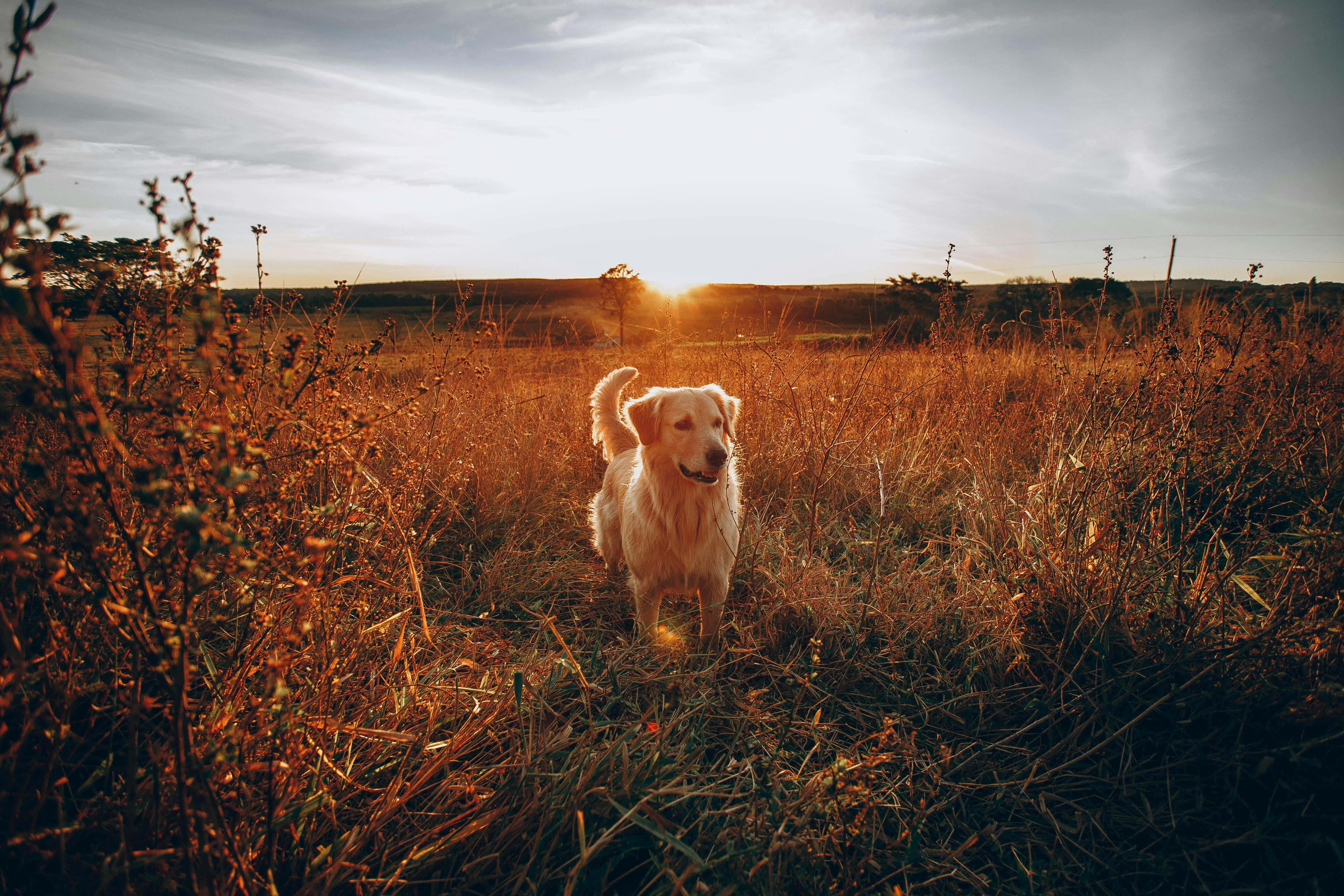 golden retriever on farm farm field