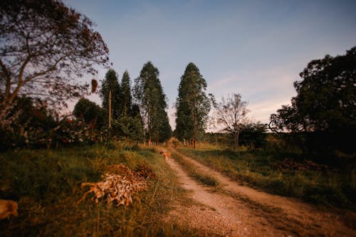 Picturesque scenery of rural road surrounded by green trees and grass at daytime