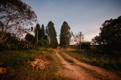 Free Picturesque scenery of rural road surrounded by green trees and grass at daytime Stock Photo