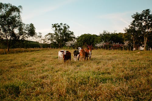 Brown and White Cows on Grass Field