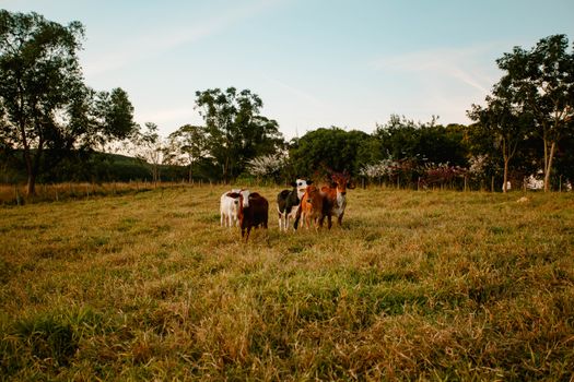 Group of calves grazing in a grassy field, surrounded by trees, under a clear sky.