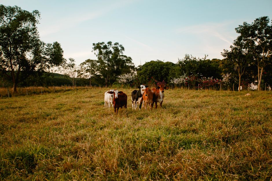 The Benefits of Owning Land and Acreage for Cattle Farming The Benefits of Owning Land and Acreage for Cattle Farming