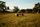 cows