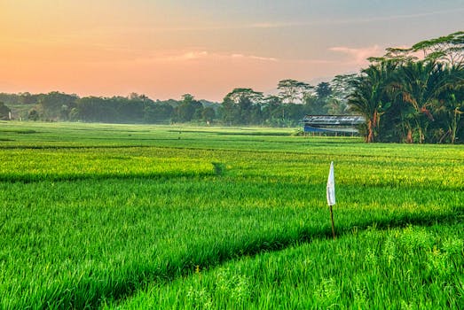 Beautiful rice fields in Rumpin, West Java, Indonesia during sunrise.