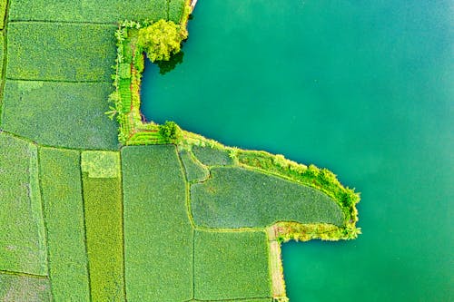 Aerial View of Agricultural Land Near a Body of Water