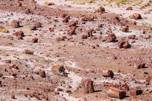 Free stock photo of national park, petrified forest