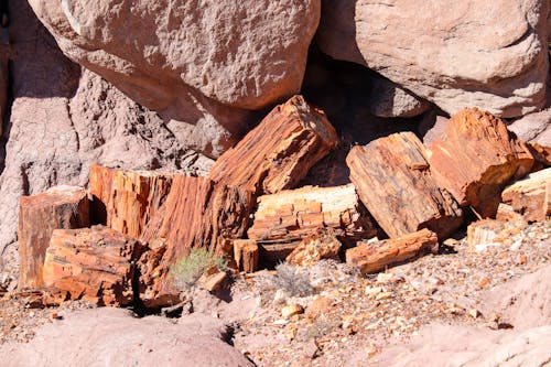 Free stock photo of national park, petrified forest