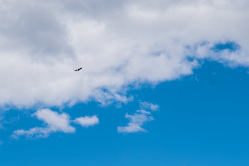 Bird flying in blue sky