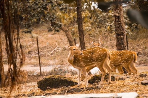 Δωρεάν στοκ φωτογραφιών με dehradun, uttarakhand, wildlifephotos