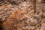 Brown and Black Leopard on Brown Dried Leaves