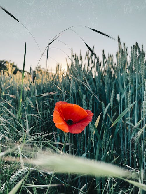 Blooming Poppy in Field