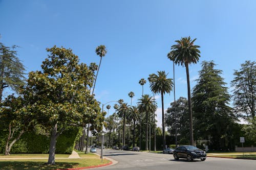 Light blue cloudless sky over modern black automobile riding on even asphalt road surrounded by trees and lawns in daytime