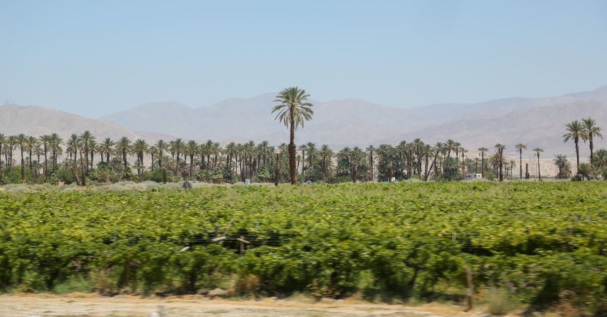 Light blue cloudless sky over mountain range and row of tall palms next to verdant plantation covered with agricultural plants