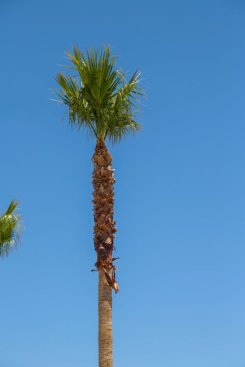 Free From below of tall palms with colorful green leaves against vibrant blue cloudless sky in daytime Stock Photo