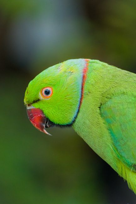 Close-up of a vivid green rose-ringed parakeet in nature.