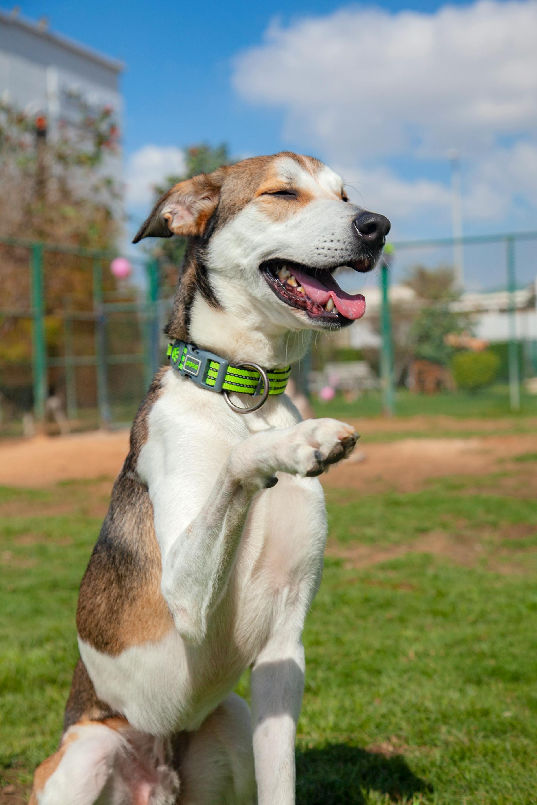 A Brown and White Dog Raising Paw · Free Stock Photo