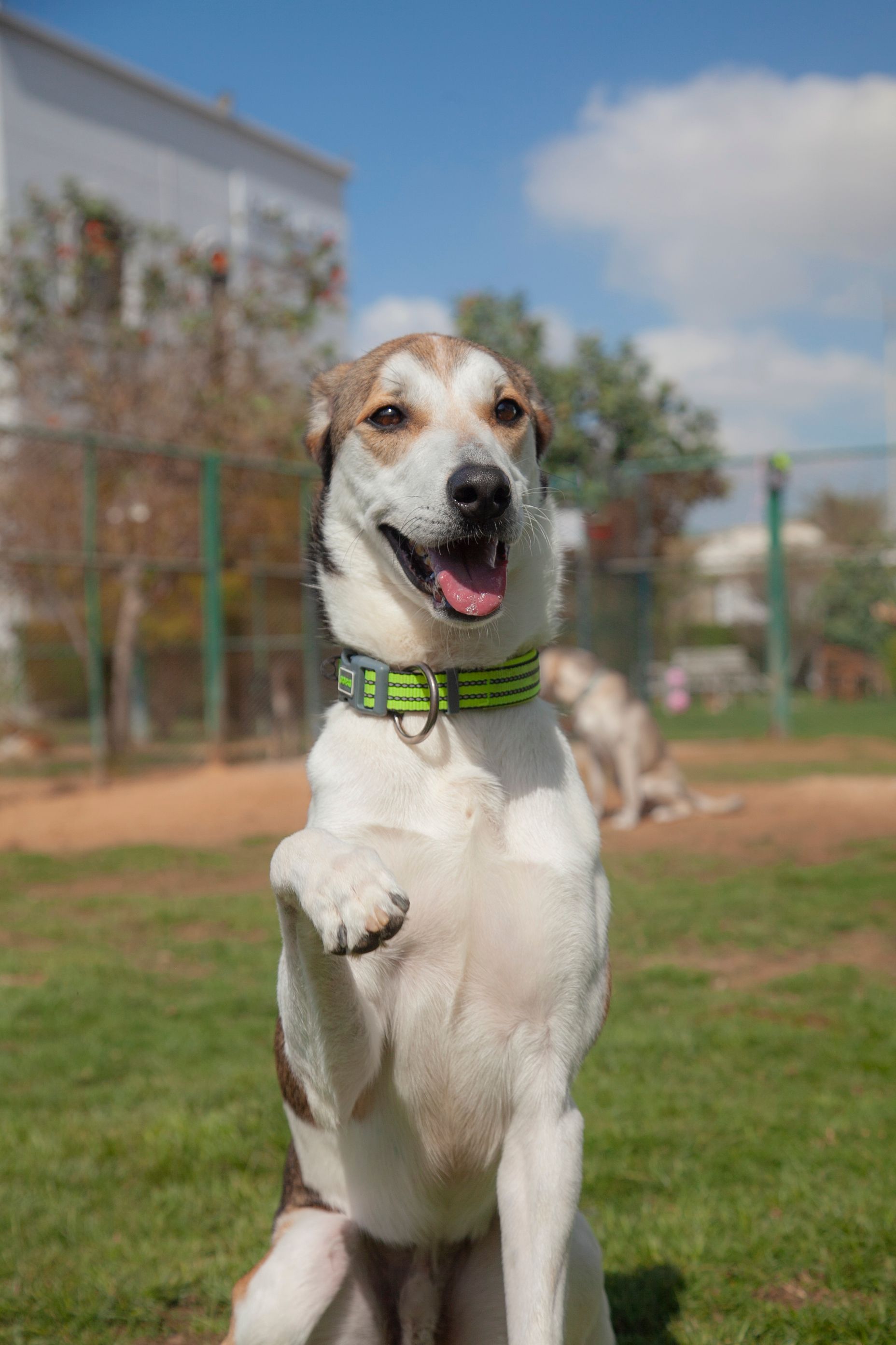 A cheerful dog sitting upright in a sunny park on a clear day.