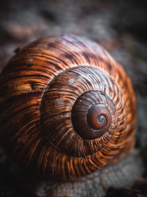Free Brown Snail Shell in Close-up Photography Stock Photo