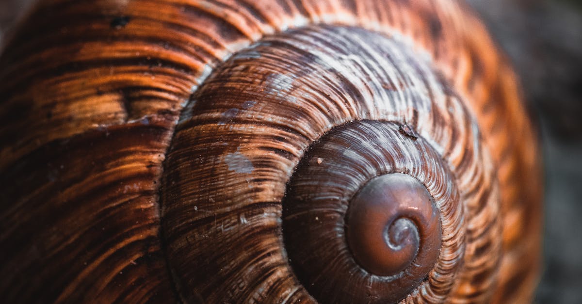 Brown Snail Shell in Close-up Photography · Free Stock Photo