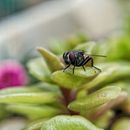 Black Fly Perched on Green Leaf in Close Up Photography