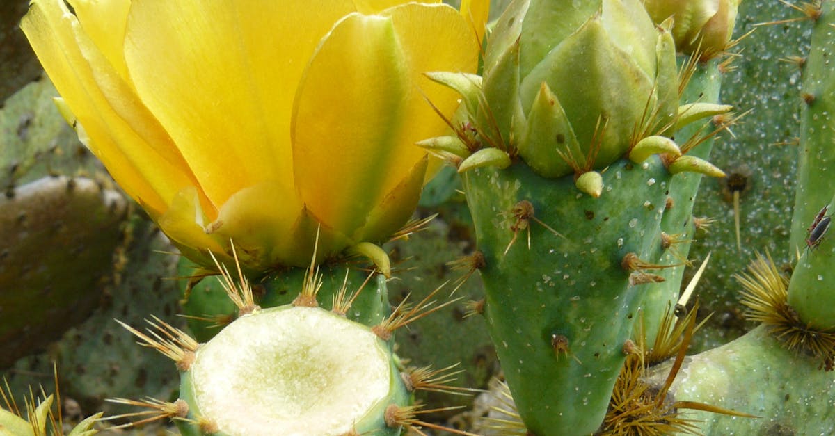 Free stock photo of bloom, cactus, cactus bloom