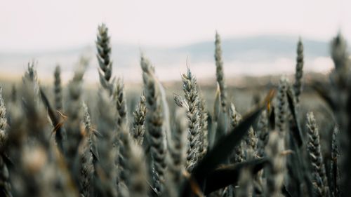 Free Serene close-up view of golden wheat in a rural field during sunrise. Stock Photo