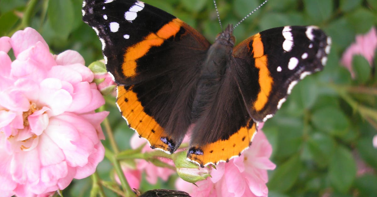 Free stock photo of beetle, butterfly, butterfly black orange