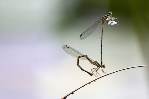 Free Close up of Dragonflies Stock Photo