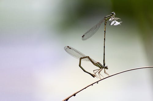 Photos gratuites de animaux, branche, fermer