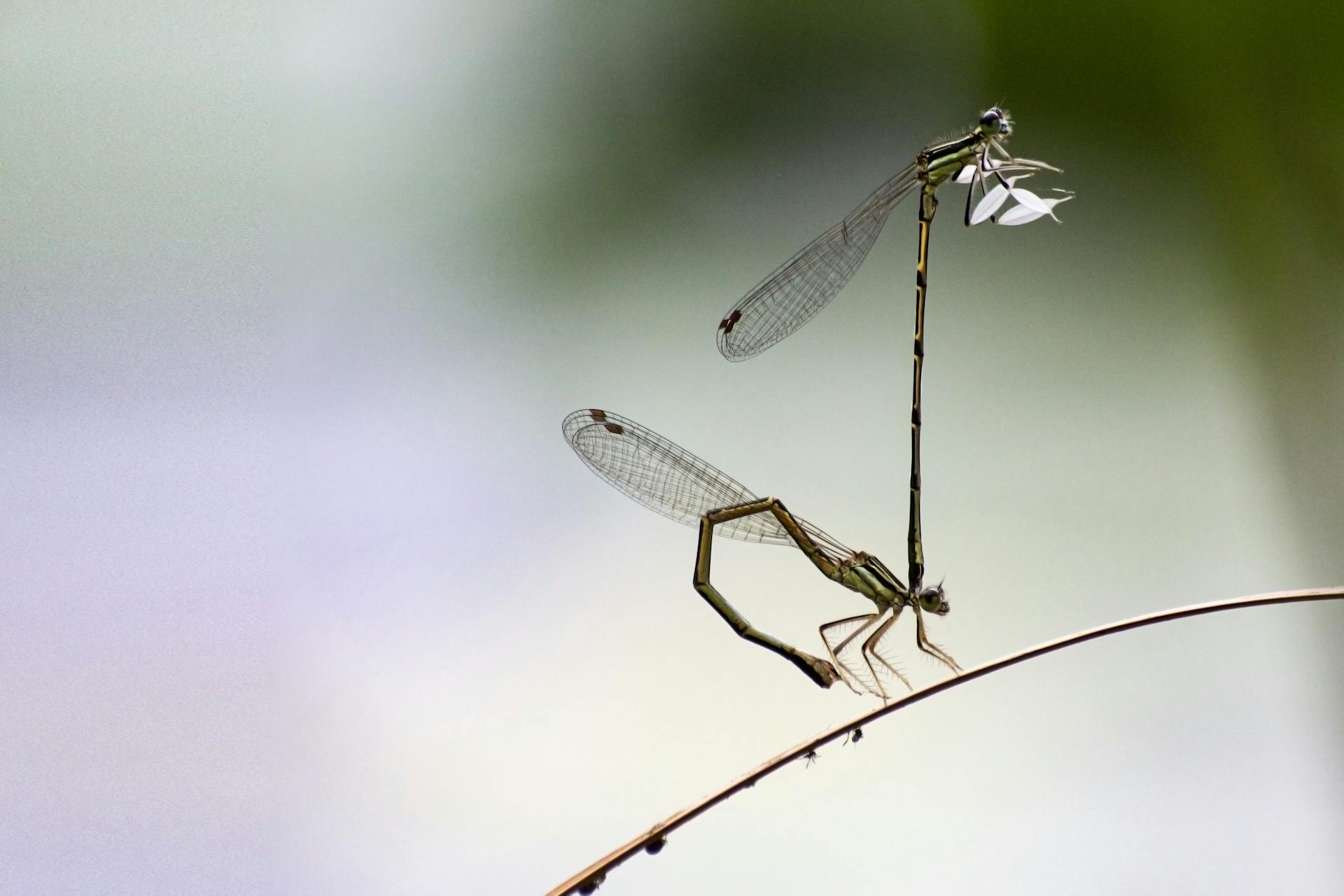 Macro shot of dragonflies mating on a delicate branch in nature.