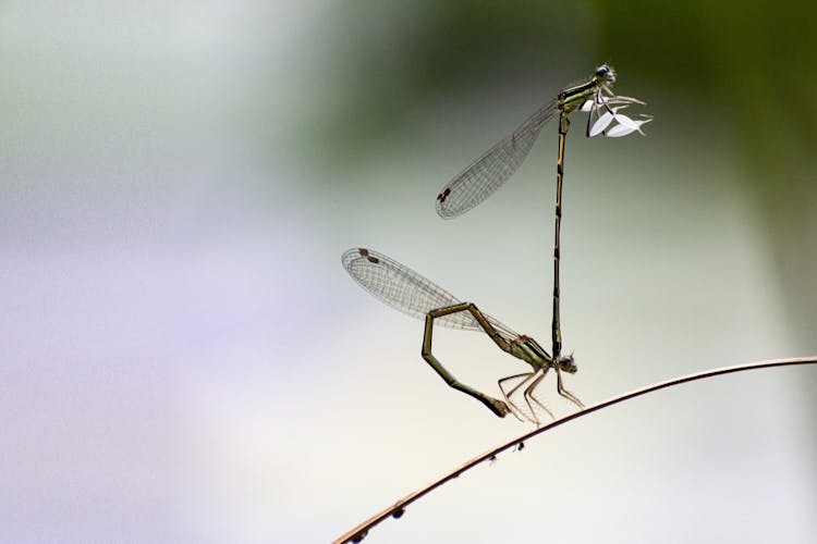 Close Up Of Dragonflies
