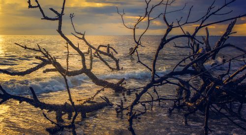 Free Stunning sunset coastal scene with driftwood and crashing waves, perfect for nature enthusiasts. Stock Photo