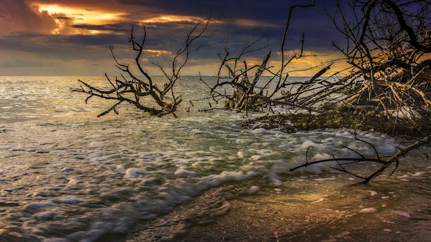 A serene coastal view with a broken tree in the sand captured at sunset.