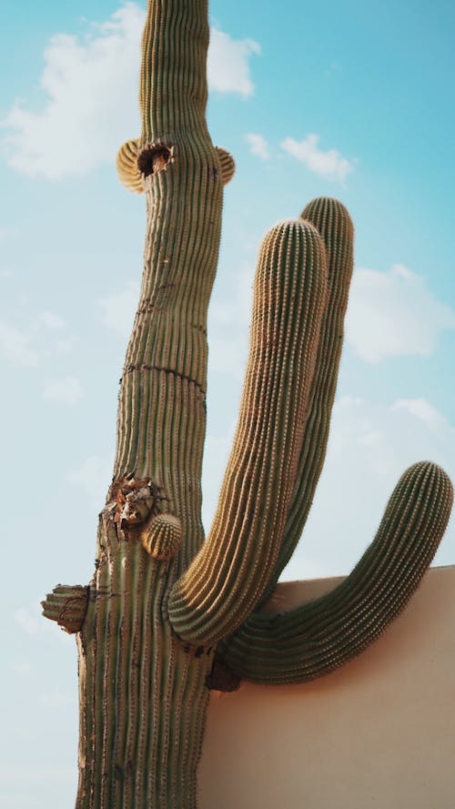 Gratis lagerfoto af arizona, kaktus, kaktusplanter