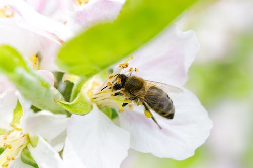 Honeybee Perched on Flower in Close Up Photography