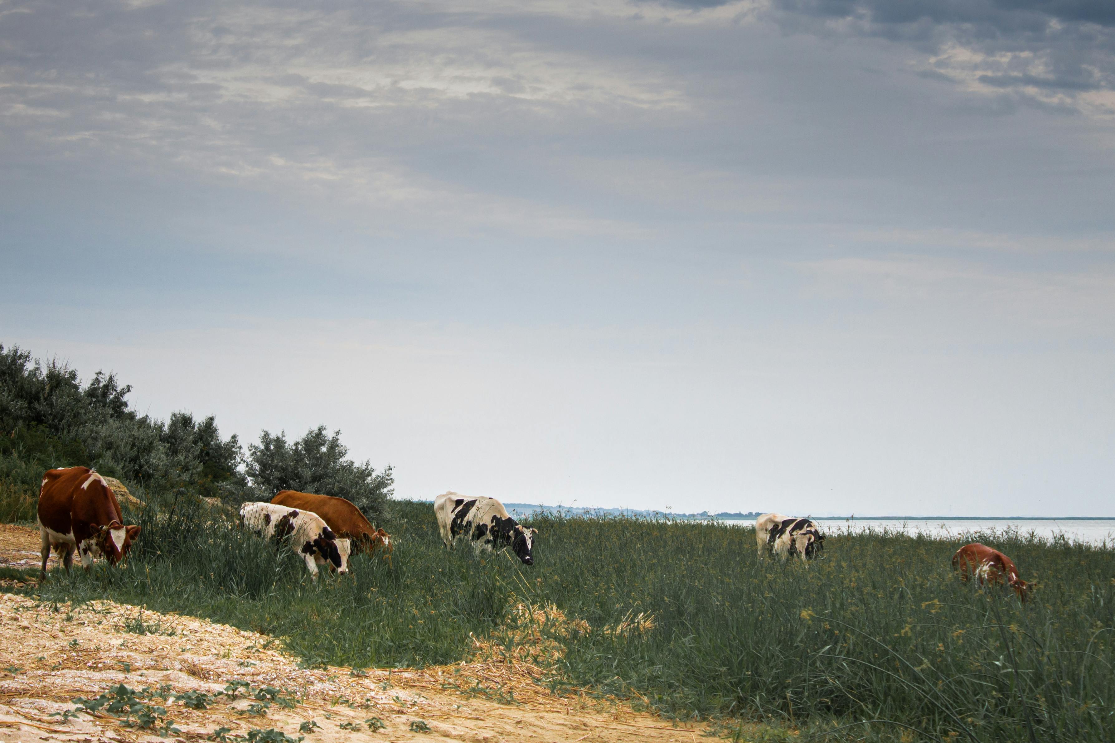 grátis Foto profissional grátis de animal, ao ar livre, apático Foto profissional