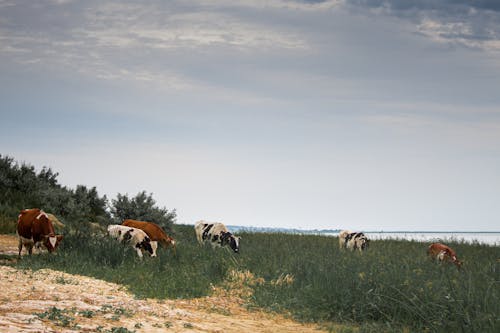 Herd of cows grazing on grassland