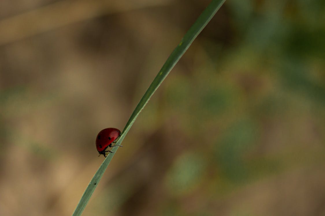 Selective focus small red ladybird sitting on thin green grass stem in summer nature