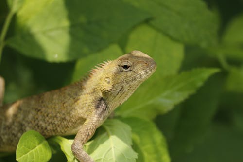 A Close-up Shot of a Brown Lizard with Spikes on Green Leaves