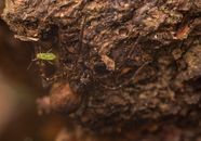 Macro shot of a spider and an insect on a tree bark surface.